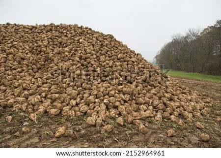Eco-farming or renewable bio energy production: Sugar beets on the field-cattle food or raw material for bio gas production, fuel, heat use, electricity or bio based synthetic materials and textiles Royalty-Free Stock Photo #2152964961