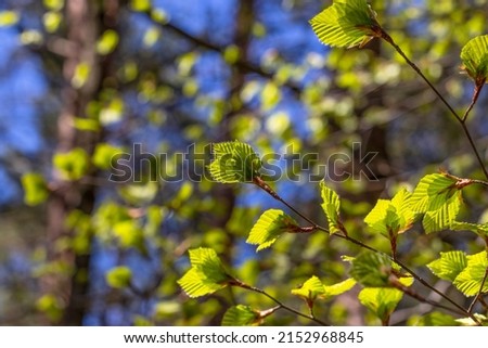 The arrival of spring, the vegetation cycle of plants. Bright green, small leaves of alder (Alnus incana) on a blurred natural background.