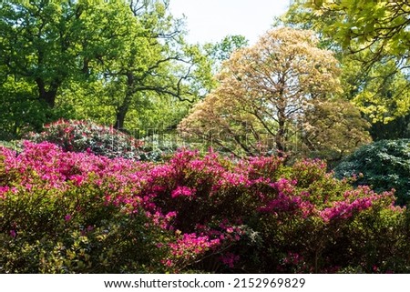 Bright pink rhododendron flowers, photographed in late spring at Temple Gardens, Langley Park, Buckinghamshire UK. Royalty-Free Stock Photo #2152969829