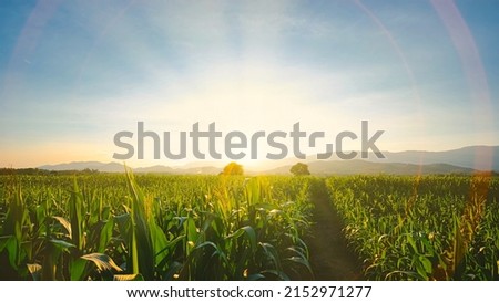 maize corn crops in agricultural plantation in the evening with sunset, cereal plant, animal feed agricultural industry, Beautiful landscape Royalty-Free Stock Photo #2152971277