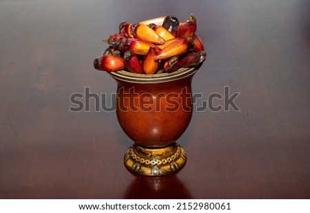 Pine fruits from the araucaria angustifolia tree in a mate bowl. Gaucho Culture. Araucária fruits in details