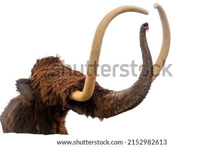 Mammoth head, teaching aid for children, flayed wool and huge tusks, isolated on white. Education concept. Royalty-Free Stock Photo #2152982613