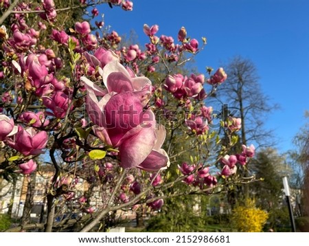 Beautiful magnolia on the background of the sky 