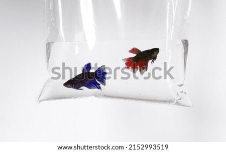 two anoxic fish in a shipping plastic bag filled with water close-up