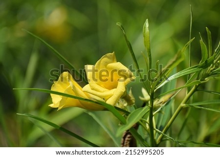 Yellow Oleander Flower Picture taken at Howrah, West Bengal, India