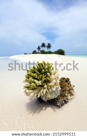 Piece of Coral Reef was Broken by a Storm and throw by the Waves on Beach of a Desert Island in Maldives