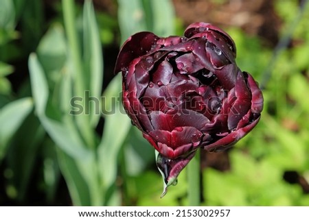 Tulip ÔBlack HeroÕ in flower. 