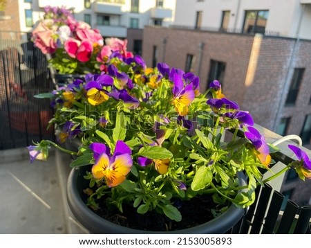 Beautiful urban garden with colourful blooming Viola Cornuta pansies flowers in decorative flower pots hanging on balcony terrace fence