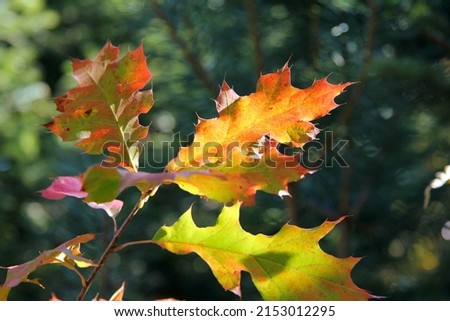 colorful oak leaves in the forest in autumn, on a dark green background, macro photography