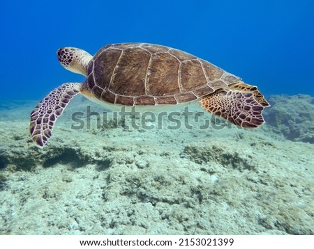Green sea turtle from the island of Cyprus
