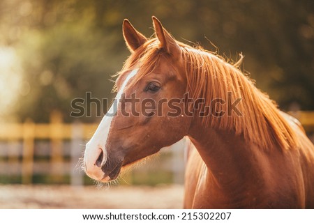Horse on nature. Portrait of a horse, brown horse Royalty-Free Stock Photo #215302207