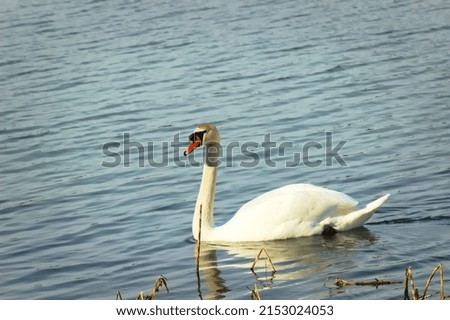 A beautiful view of a graceful swan floating in the lake