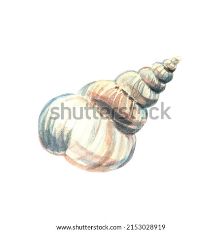 Sea shell. Underwater life object isolated on white background. Hand drawn watercolor illustration. Clip art. Can be used for posters, textile souvenirs, ceramic souvenirs, labels, websites, postcard