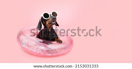 Puppy dog summer inside of an inflatable with confetti. Isolated on pink colored background Royalty-Free Stock Photo #2153031333