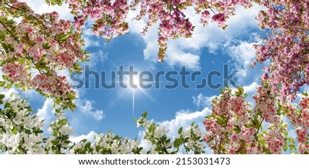 A bottom-up view of the newly blooming spring flowers and the sky. pink, white cherry blossoms and sunny sky. 3d ceiling decoration image.