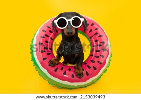Puppy dog summer inside of an watermelon inflatable ring. Isolated on yellow background