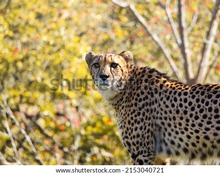 A scenic shot of an adorable and dangerous Cheetah wild cat at the Kansas City Zoo, USA