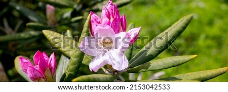 Bush of many delicate vivid pink flowers of azalea or Rhododendron plant in a sunny spring garden, beautiful outdoor floral background photographed with selective focus