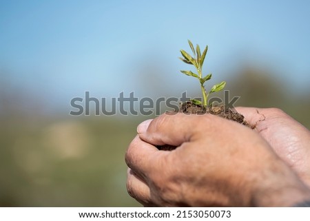 International Environment Day - Plant a tree