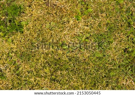 Green moss background. Grass background