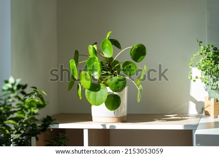 Closeup of Pilea peperomioides houseplant in ceramic flower pot on white table over gray wall at home. Sunlight. Chinese money plant. Indoor gardening, hobby concept Royalty-Free Stock Photo #2153053059