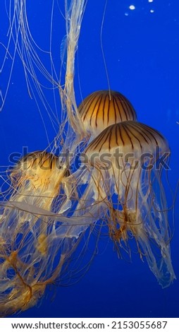 Nice picture of jellyfish aquarium