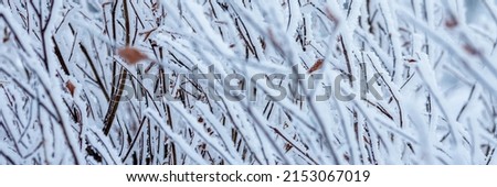 Snow and rime ice on the branches of bushes. Beautiful winter background with twigs covered with hoarfrost. Plants in the park are covered with hoar frost. Cold snowy weather. Cool frosting texture. Royalty-Free Stock Photo #2153067019