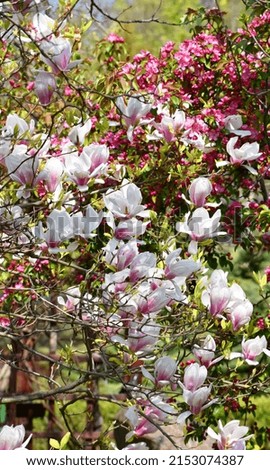 Magnolias blooming luxuriantly in the botanical garden