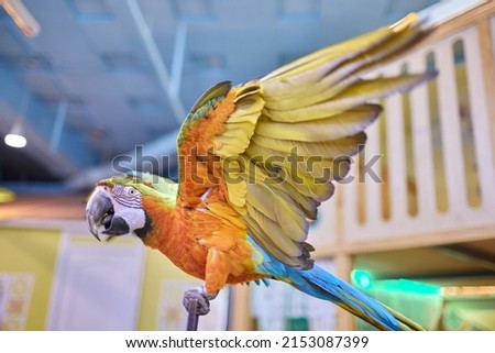 Portrait of domestic pet, bird, big colorful blue and yellow macaw, ara, beautiful parrot at home, indoors. Close up photo. Keeping parrot at house.