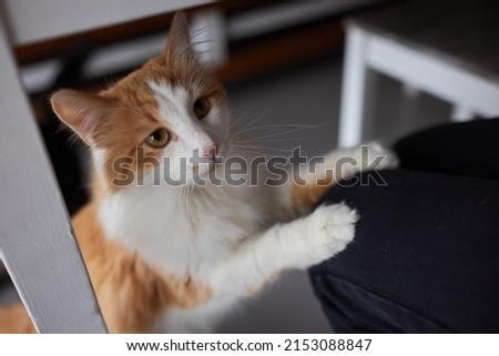 Close-up of domestic cat sitting on his owner's knees and relaxing. Royalty-Free Stock Photo #2153088847