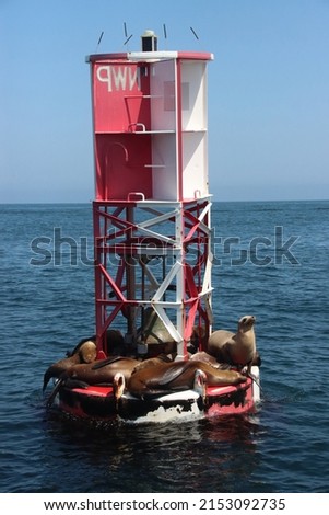 Close up picture of sea lion sitting on bouy in Pacific Ocean close to Newport Beach California. Sleeping sea lions sun bathing in Californian summer with water in background.