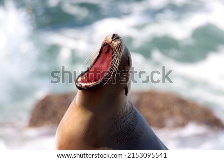Ultra close up of wild sea lion with mouth wide open while yawning and screaming. Rough ocean water in the background out of focus. Animal photography. Head with eyes closed.
