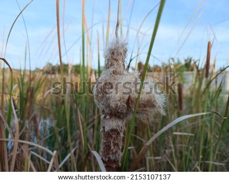 Bulrush, Cattail, Cat-tail, Elephant grass, Flag, Narrow-leaved Cat-tail, Narrowleaf cattail, Lesser reedmace, Reedmace tule The seeds break from the flower pods. Royalty-Free Stock Photo #2153107137