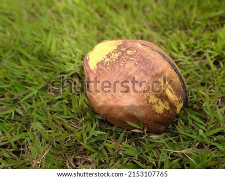 coconut ivory. small shape. color is mostly yellow, for garden decoration