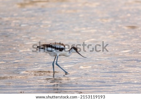 Water bird pied avocet, Recurvirostra avosetta, feeding in the lake. The pied avocet is a large black and white wader with long, upturned beak and long, bluish legs