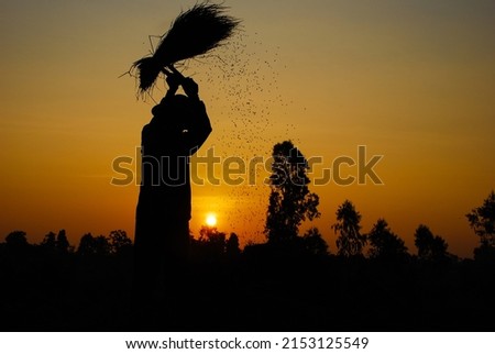 Farmers in Thailand use traditional methods of harvesting their rice products. It is organic jasmine rice, backlit image.