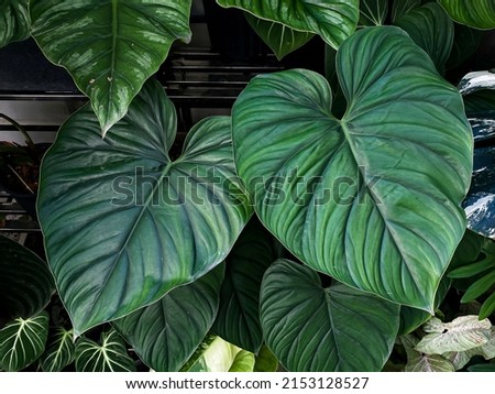 Philodendron Plowmanii leaves close up Royalty-Free Stock Photo #2153128527