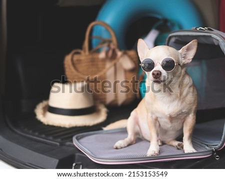 Portrait of brown chihuahua dog wearing sunglasses sitting in front of traveler pet carrier bag in car trunk with travel accessories, ready to travel. Safe travel with animals. Royalty-Free Stock Photo #2153153549