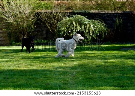 Picture of a white royal poodle dog playing with a black labrador dog in a beautiful garden at spring