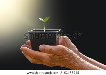 A young sprout in a pot in a ray of sunshine. Seedlings in the hands of an elderly woman.