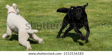 Picture of a white royal poodle dog dancing with a black labrador dog in a beautiful garden at spring.
