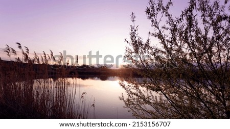 beautiful landscape. lake and reeds in the foreground at sunset
