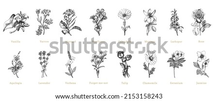 Officinalis plants sketches in vector, design elements set. Collection of botanical drawings in engraving style. Cosmetic and pharmaceutical herbs, hand drawn illustrations. Royalty-Free Stock Photo #2153158243