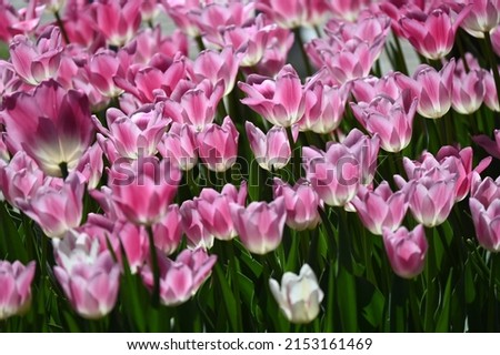 Super-cluster of rows of tulips of all pink colourful . These amazing summer, spring blooms make for spectacular viewing, amongst the world's greatest tulip collections. A true treat from nature.