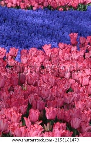 Super-cluster of rows of tulips of all pink colourful . These amazing summer, spring blooms make for spectacular viewing, amongst the world's greatest tulip collections. A true treat from nature.