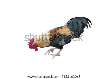 rooster or chicken isolated on white with clipping path