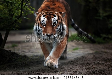 Portrait of a beautiful tiger. Big cat close-up. Tiger looks at you, portrait of a tiger. Portrait of a big cat