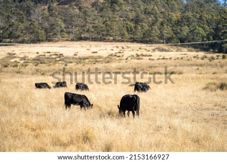 Beef cows and calves grazing on grass and pasture, Australia. eating hay and silage. breeds include speckled park, murray grey, angus and brangus. Royalty-Free Stock Photo #2153166927