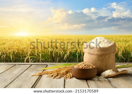 White rice and paddy rice with rice field background. Royalty-Free Stock Photo #2153170589