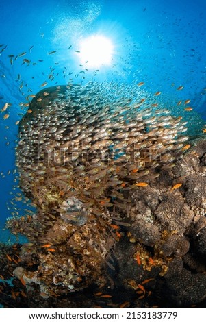 Glassfish, Coral and Sun Underwater